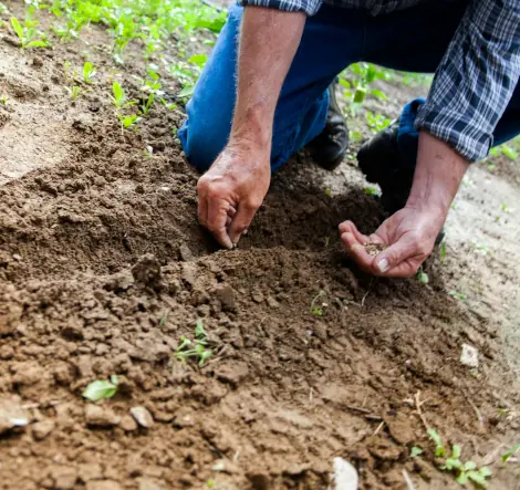 Landscape Maintenance
